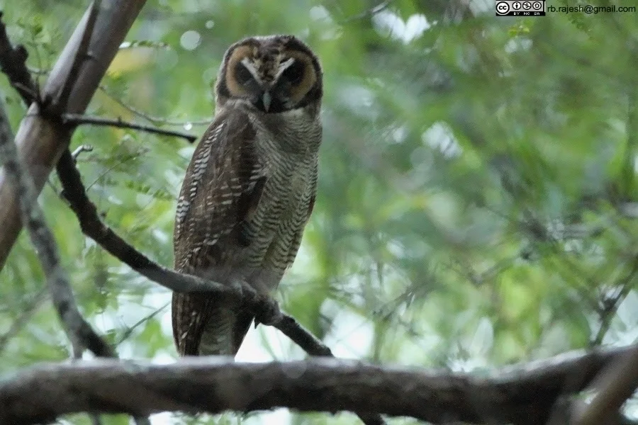 褐林鸮(Strix leptogrammica)