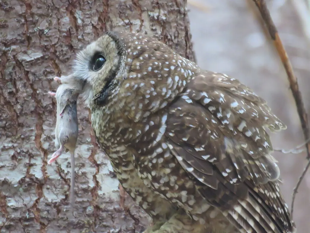 斑林鸮(Strix occidentalis)