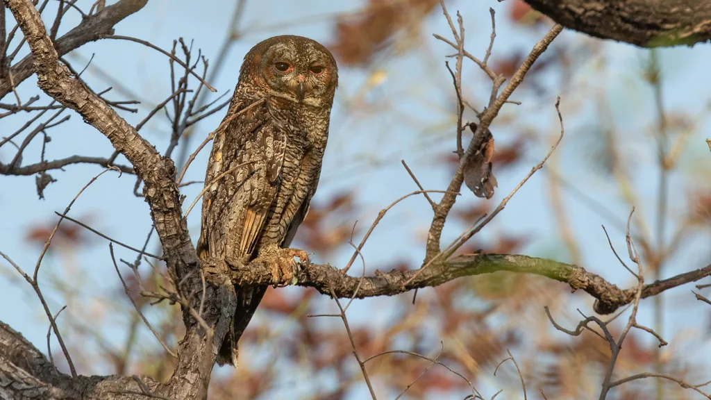 白领林鸮(Strix ocellata)