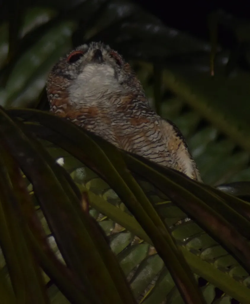 白领林鸮(Strix ocellata)