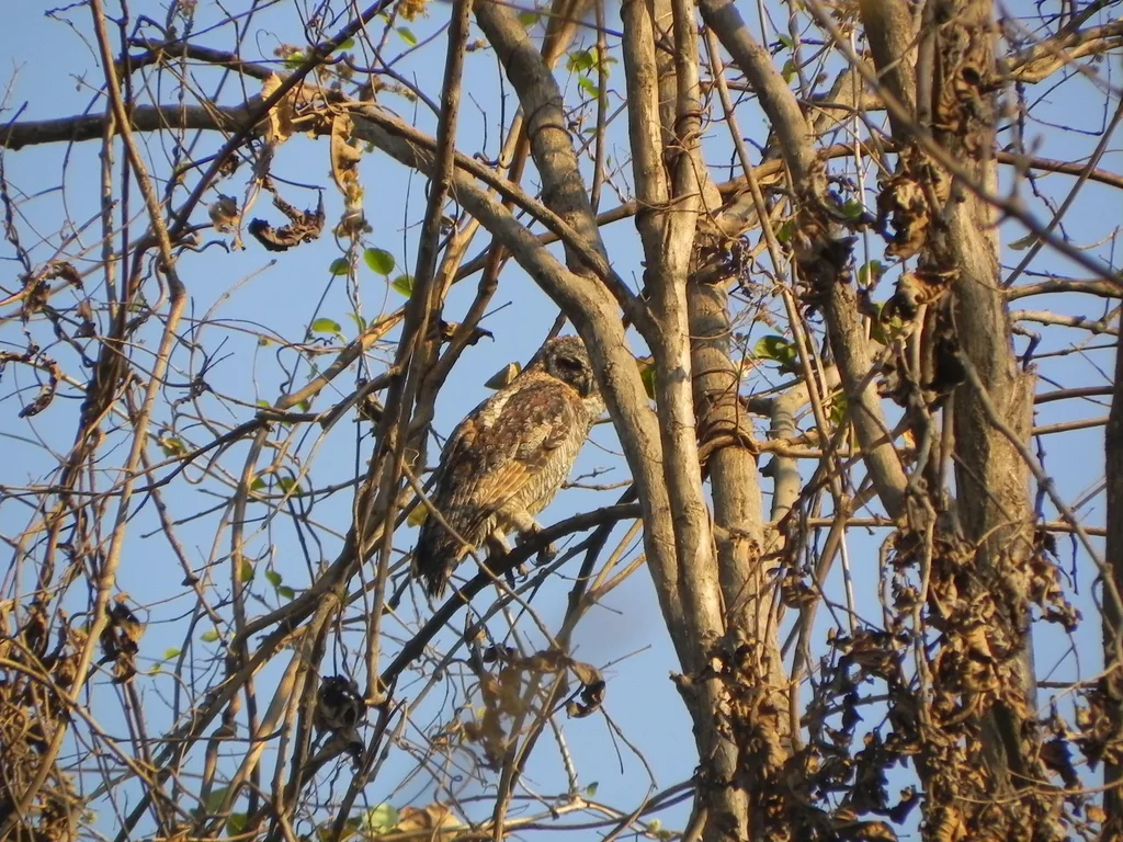 白领林鸮(Strix ocellata)