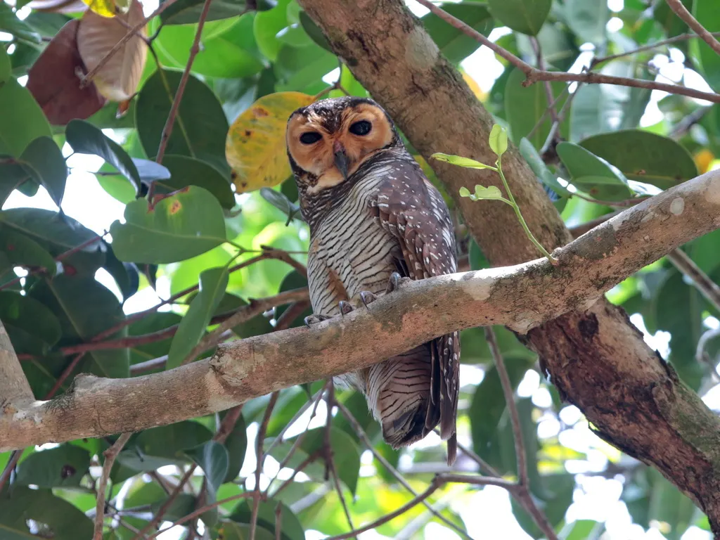点斑林鸮(Strix seloputo)