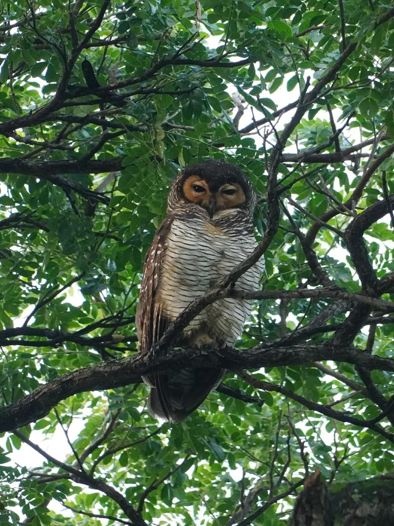 点斑林鸮(Strix seloputo)