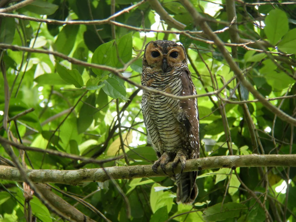 点斑林鸮(Strix seloputo)