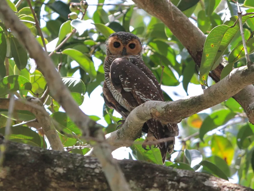 点斑林鸮(Strix seloputo)