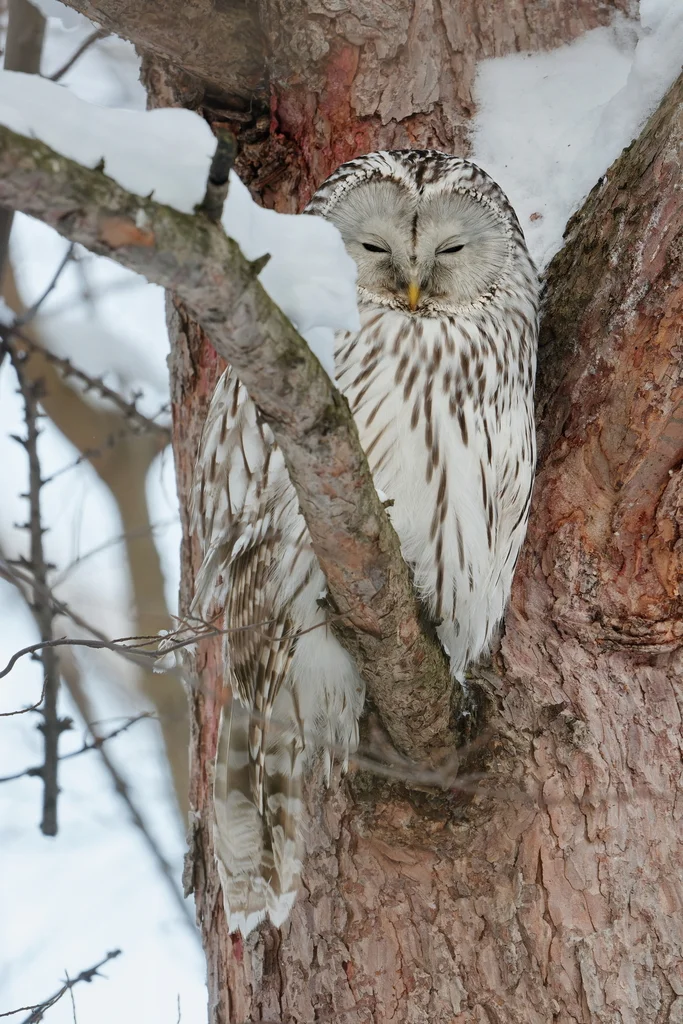 长尾林鸮（Strix uralensis）