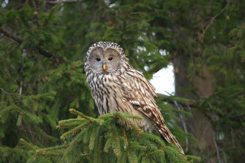 长尾林鸮（Strix uralensis）