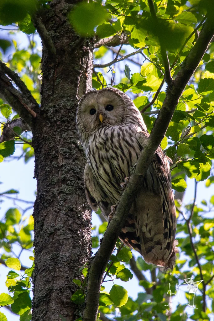 长尾林鸮（Strix uralensis）