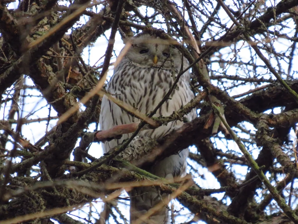 长尾林鸮（Strix uralensis）