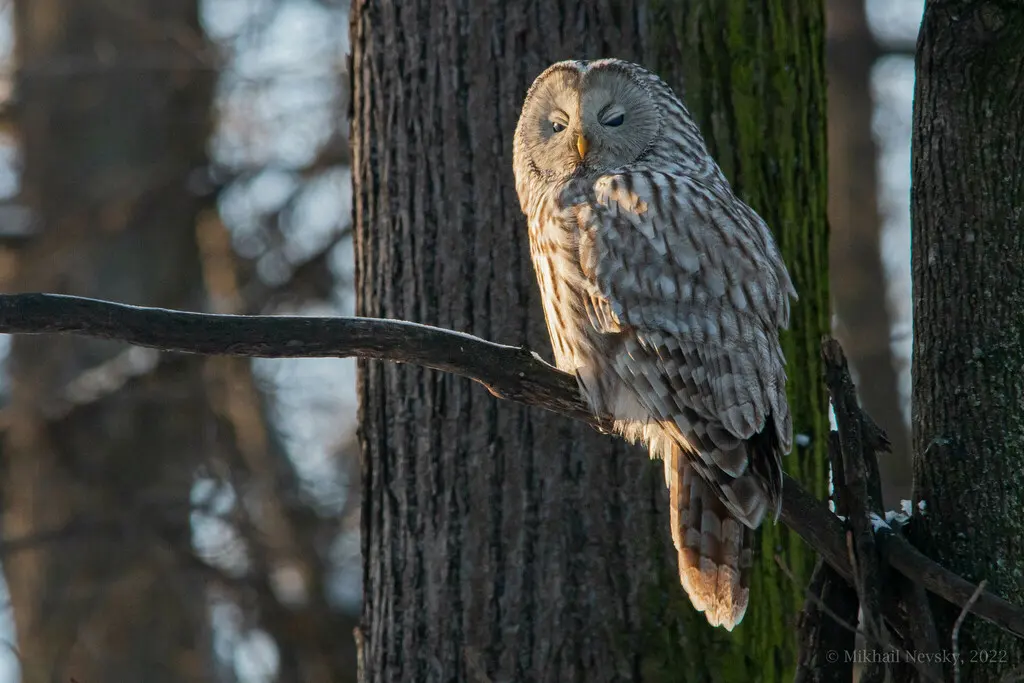 长尾林鸮（Strix uralensis）