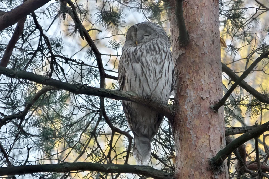 长尾林鸮（Strix uralensis）
