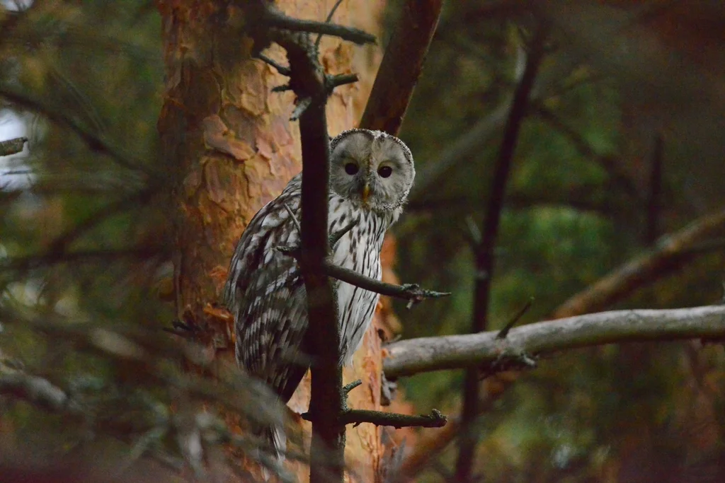 长尾林鸮（Strix uralensis）