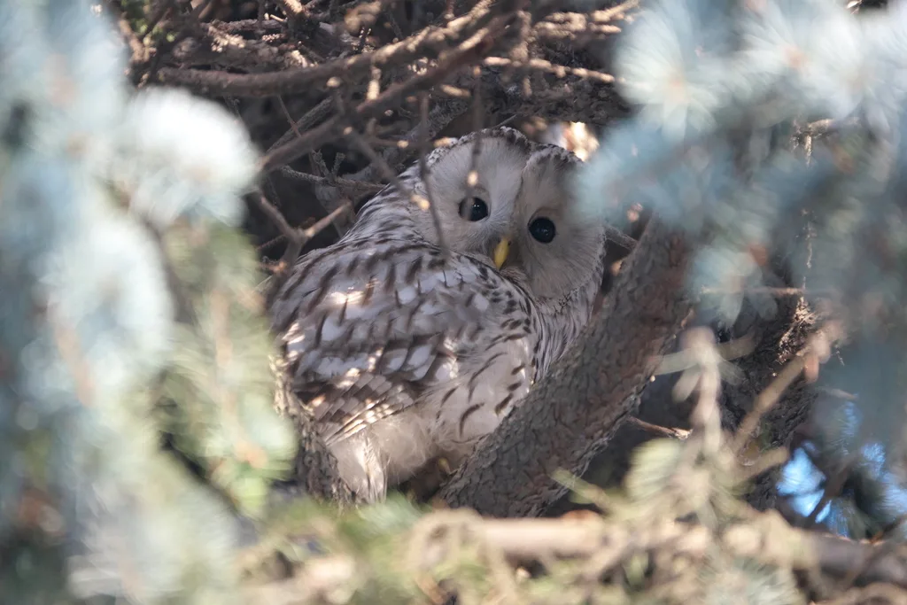长尾林鸮（Strix uralensis）
