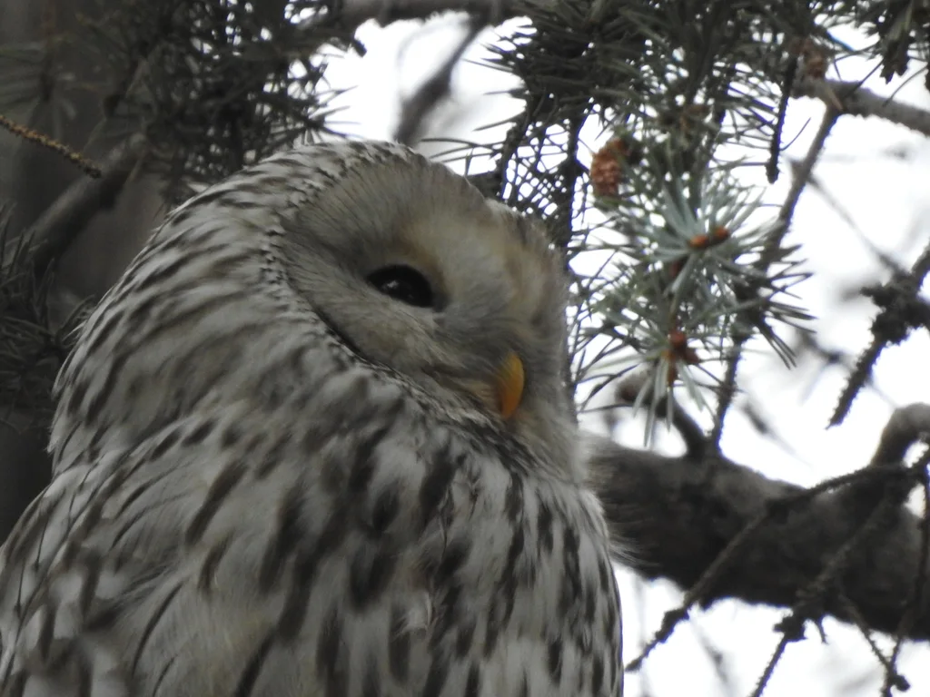 长尾林鸮(Strix uralensis)
