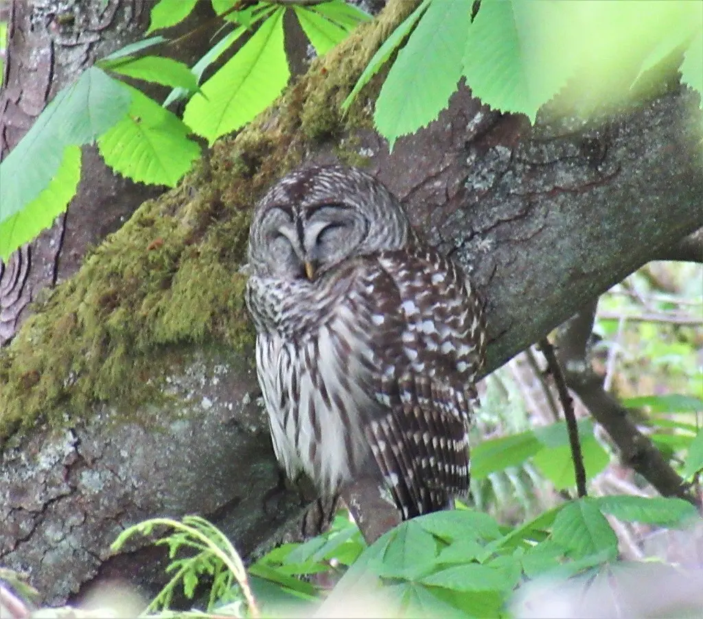 横斑林鸮(Strix varia)