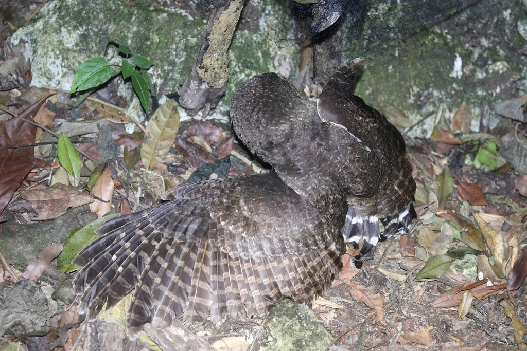 杂斑林鸮(Strix virgata)