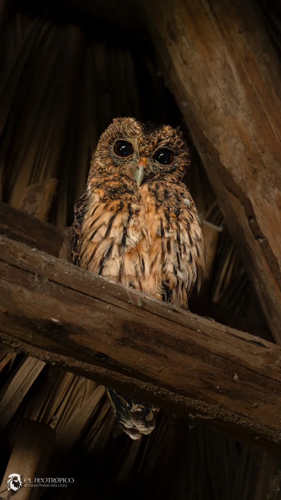 杂斑林鸮(Strix virgata)