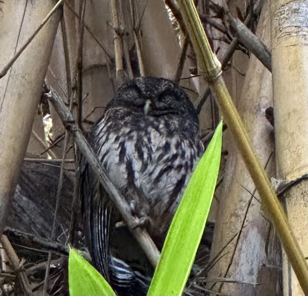杂斑林鸮(Strix virgata)