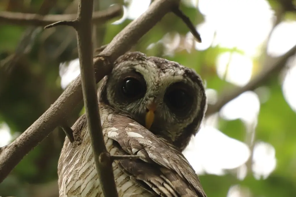 非洲林鸮(Strix woodfordii)