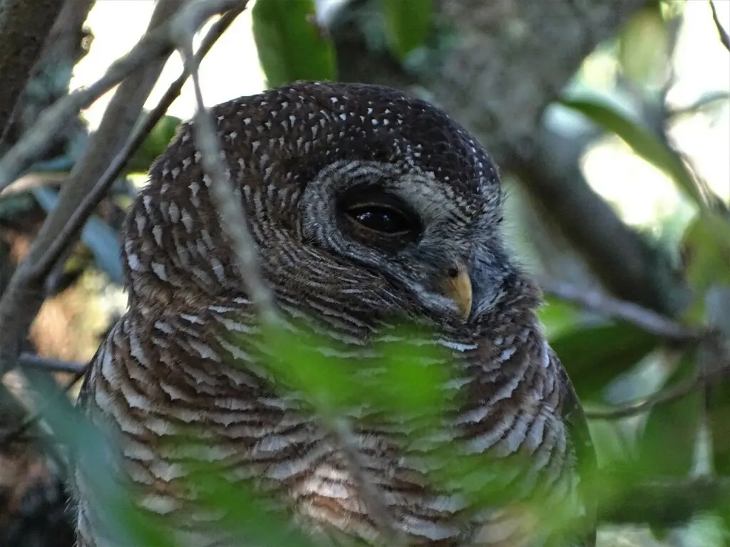 非洲林鸮(Strix woodfordii)