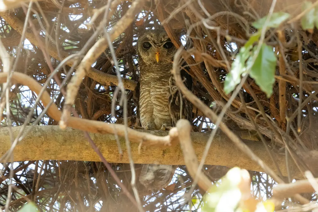 非洲林鸮(Strix woodfordii)