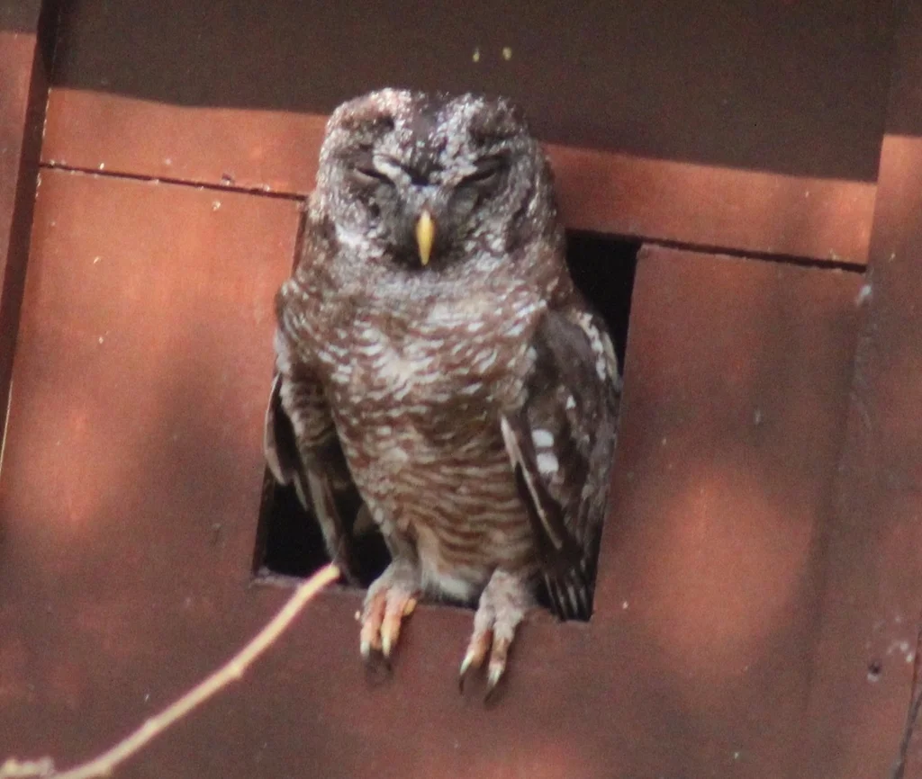 非洲林鸮(Strix woodfordii)