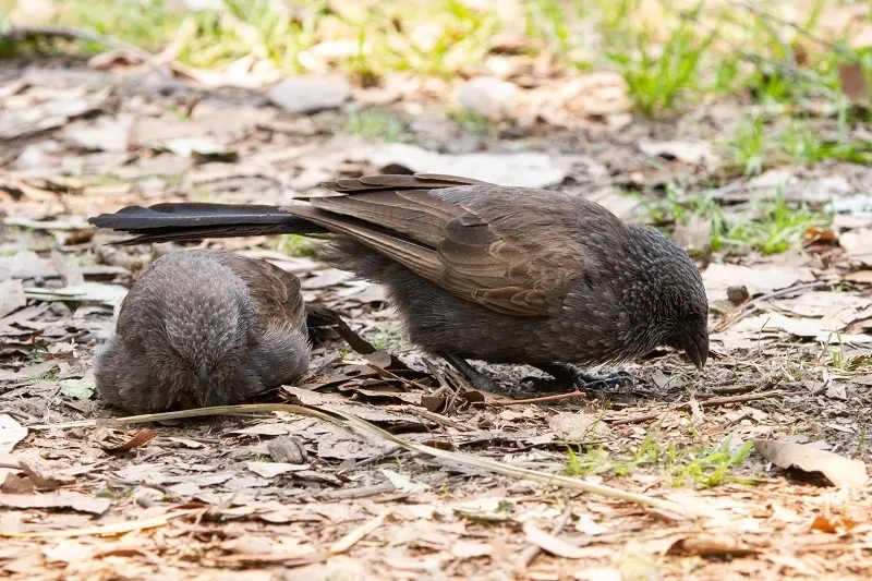 灰短嘴澳鸦(Struthidea cinerea)