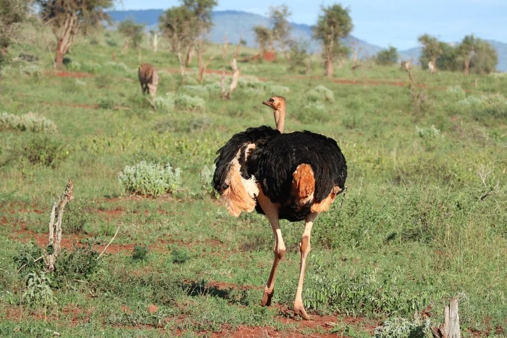 非洲鸵鸟(Struthio camelus)