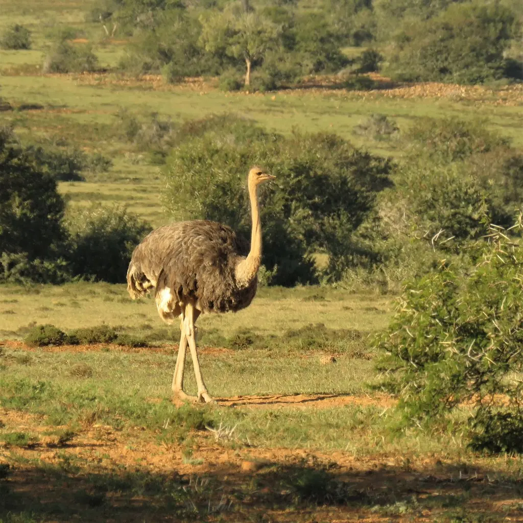 非洲鸵鸟(Struthio camelus)