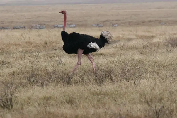 非洲鸵鸟(Struthio camelus)