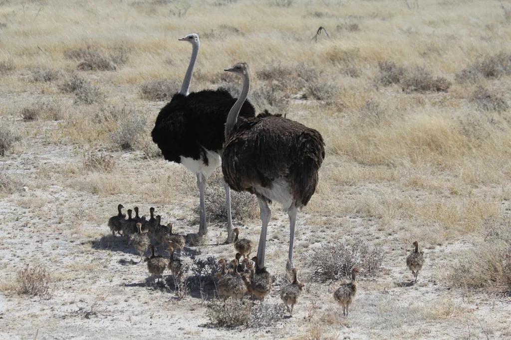 非洲鸵鸟(Struthio camelus)