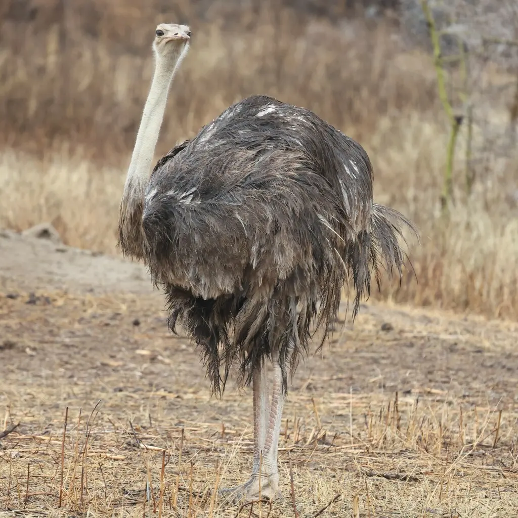 灰颈鸵鸟(Struthio molybdophanes)