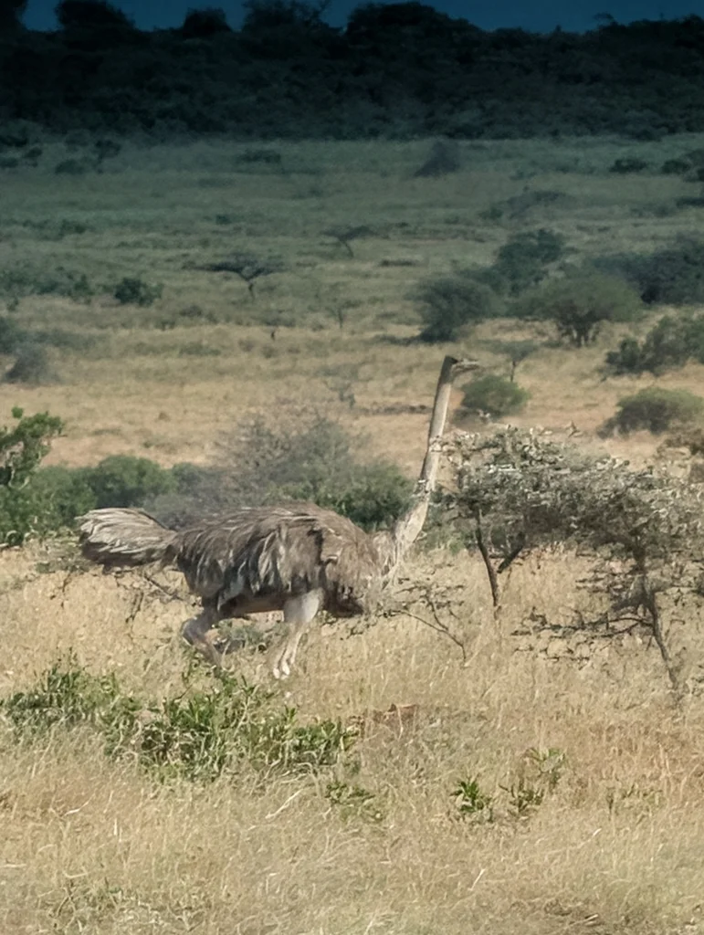 灰颈鸵鸟(Struthio molybdophanes)