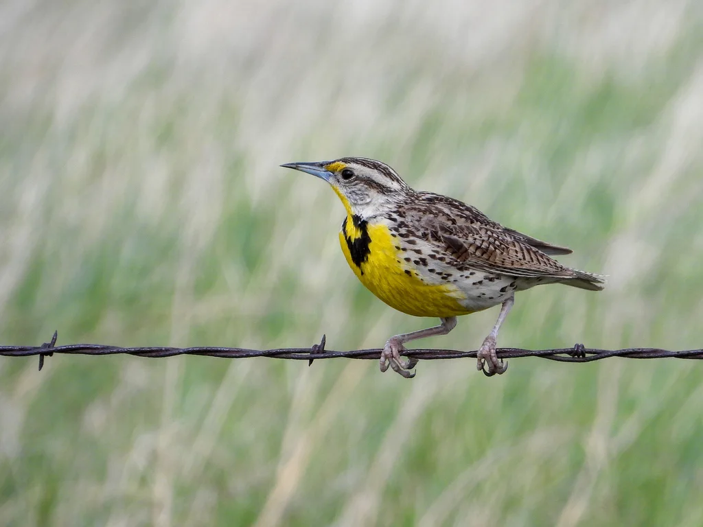 西草地鹨(Sturnella neglecta)