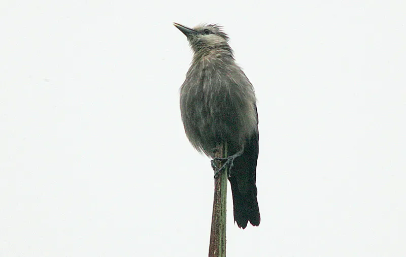 白脸椋鸟（Sturnornis albofrontatus）