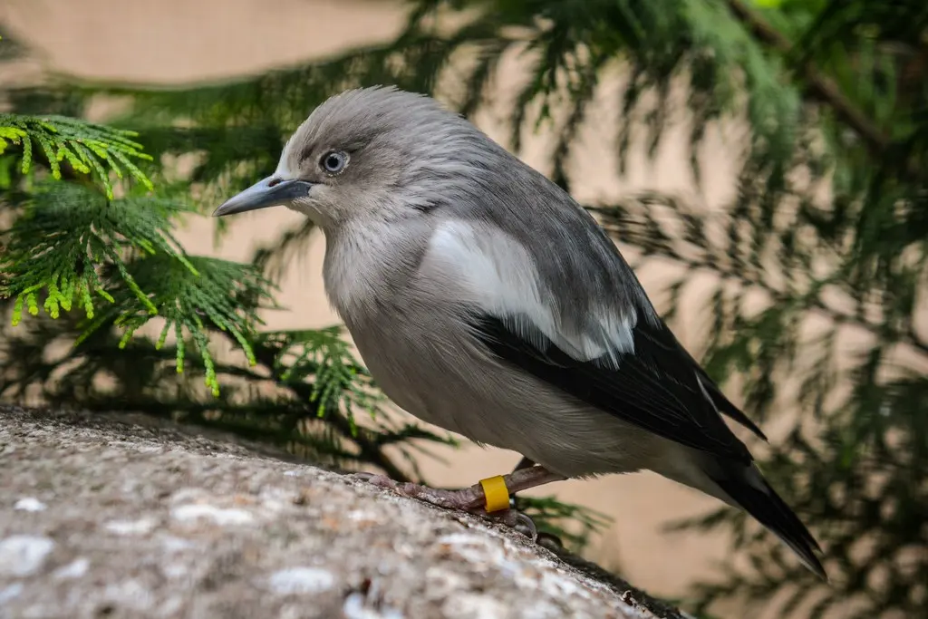 白脸椋鸟（Sturnornis albofrontatus）