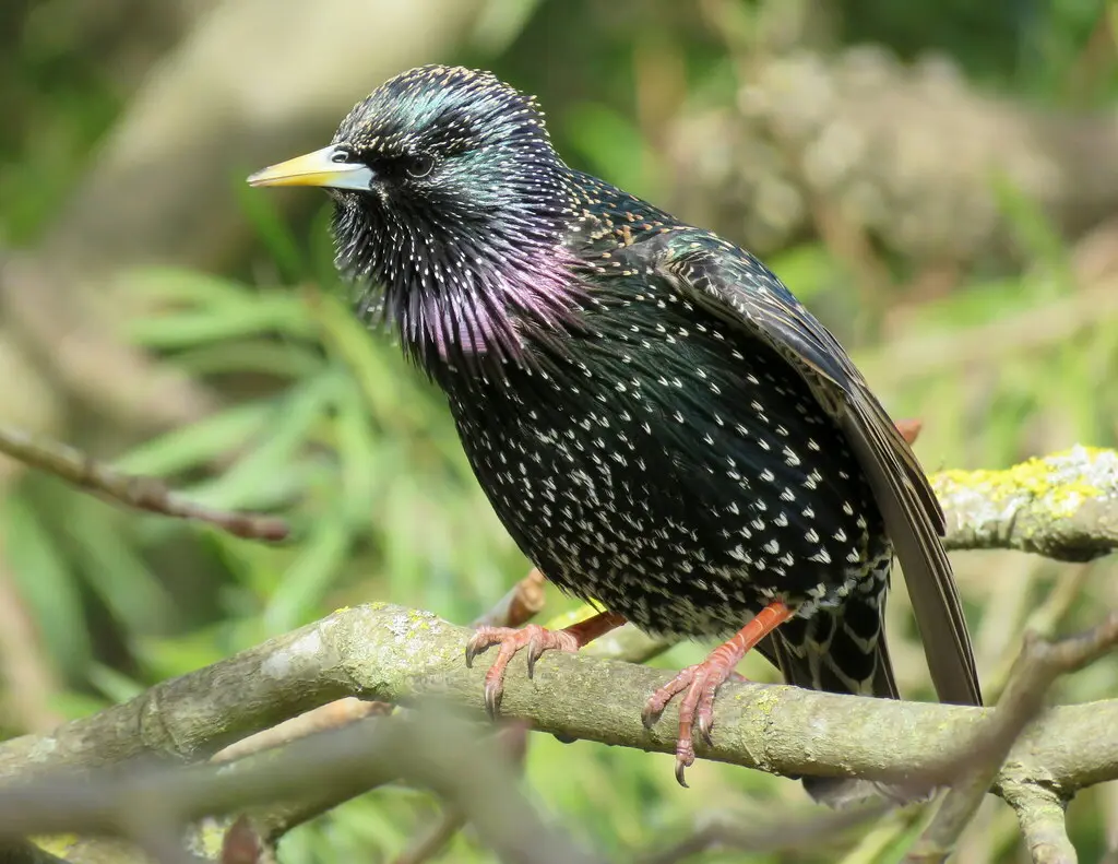 紫翅椋鸟(Sturnus vulgaris)