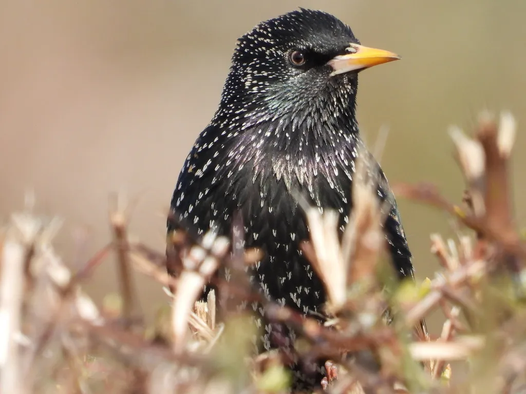 紫翅椋鸟(Sturnus vulgaris)