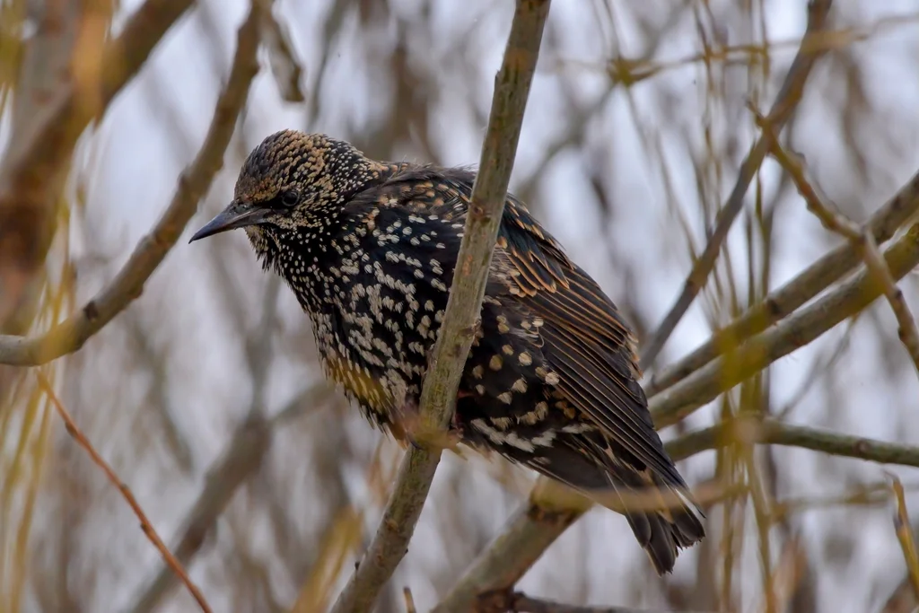 紫翅椋鸟(Sturnus vulgaris)