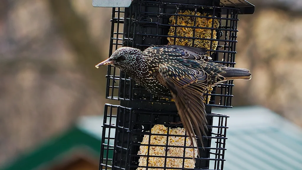 紫翅椋鸟(Sturnus vulgaris)