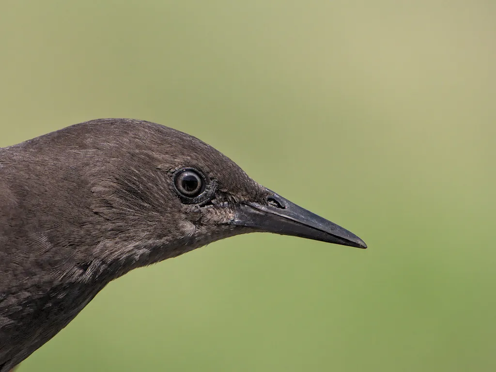 紫翅椋鸟(Sturnus vulgaris)