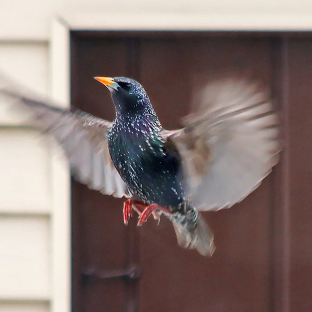 紫翅椋鸟(Sturnus vulgaris)