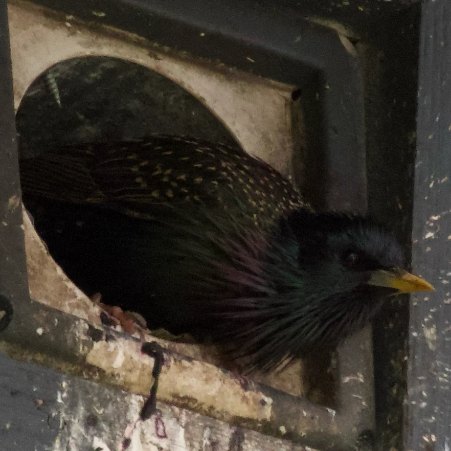 紫翅椋鸟(Sturnus vulgaris)