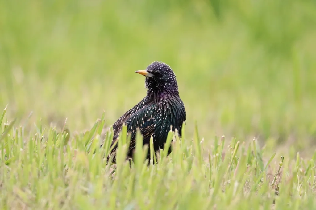 紫翅椋鸟(Sturnus vulgaris)