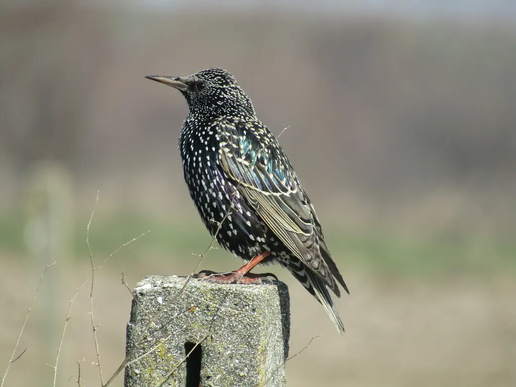 紫翅椋鸟(Sturnus vulgaris)