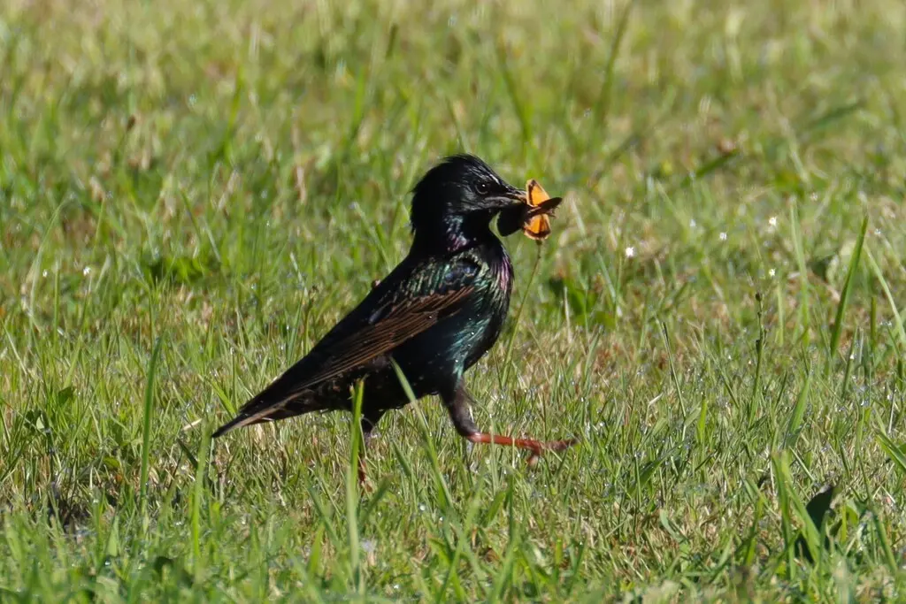紫翅椋鸟(Sturnus vulgaris)