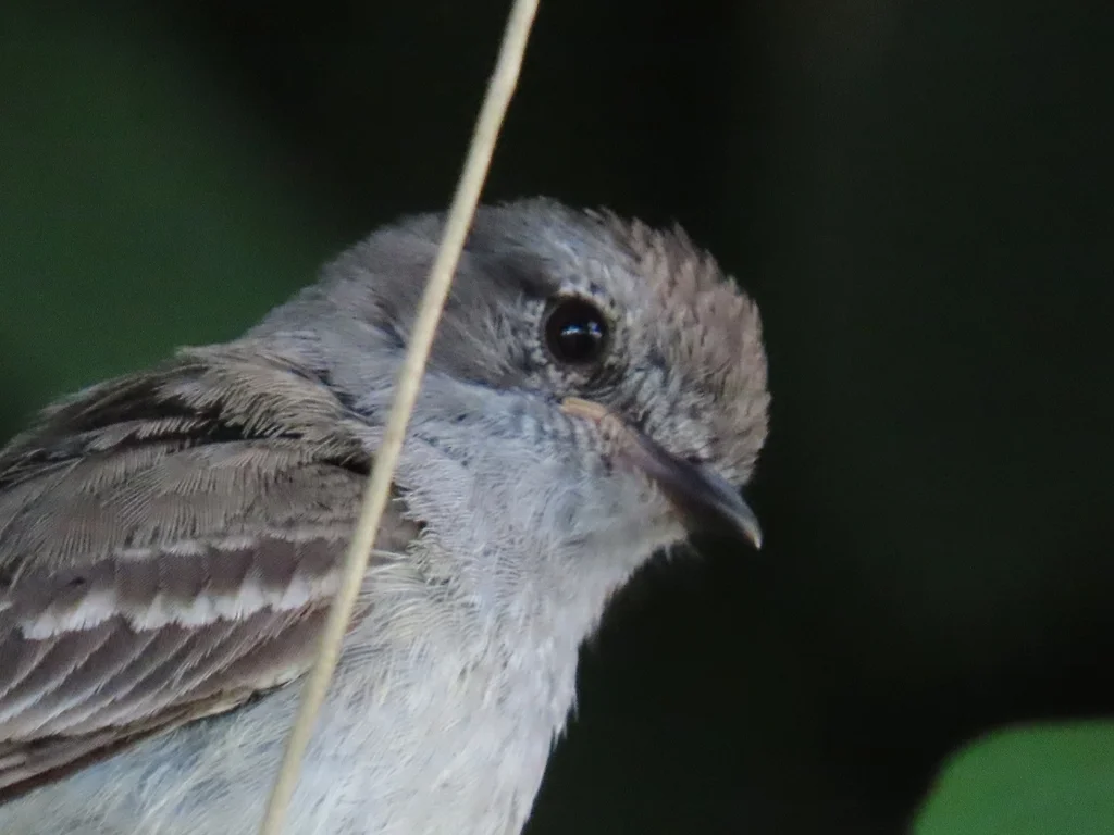 北灌丛霸鹟(Sublegatus arenarum)
