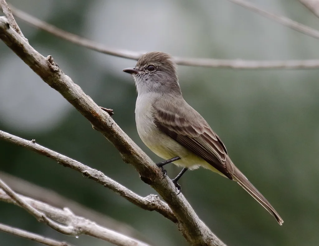 亚马孙灌丛霸鹟(Sublegatus obscurior)