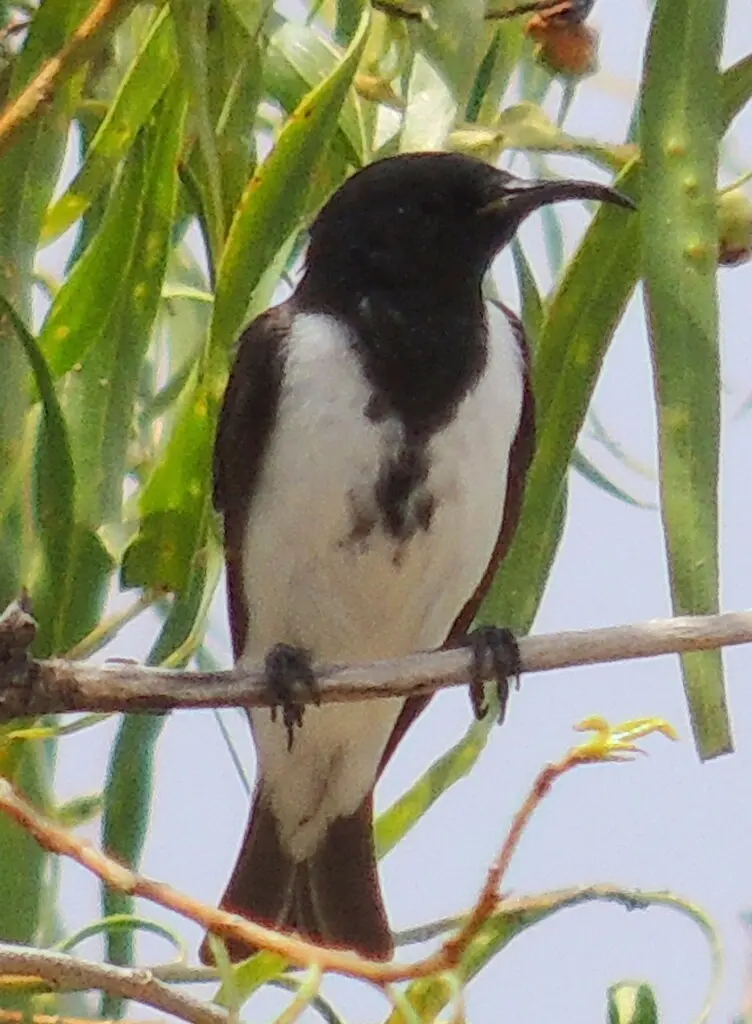 黑吸蜜鸟(Sugomel nigrum)