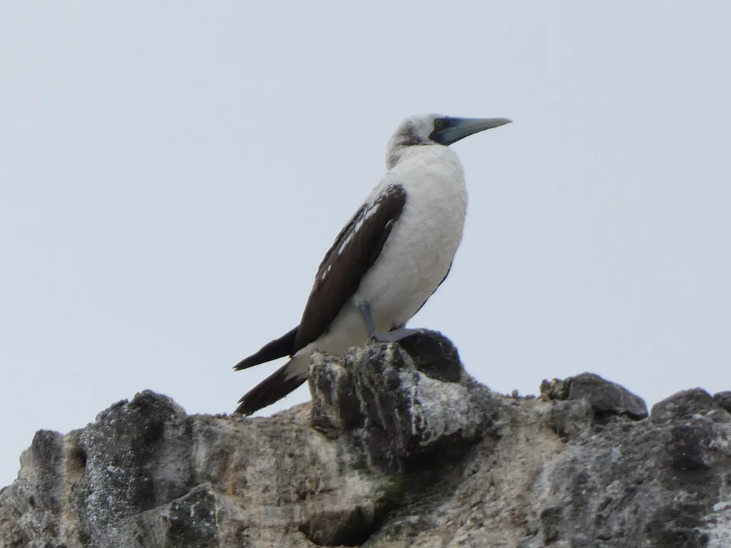 蓝脸鲣鸟(Sula dactylatra)
